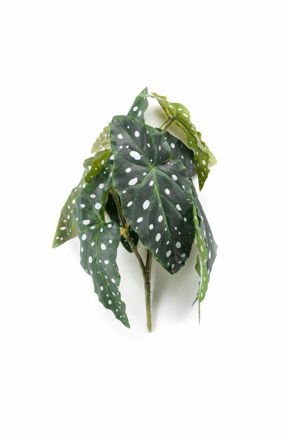 Begonia rex | Artificial Trout Begonia Joelle On Spike, Green-White, 12"/30Cm Artificial Plants Begonia rex