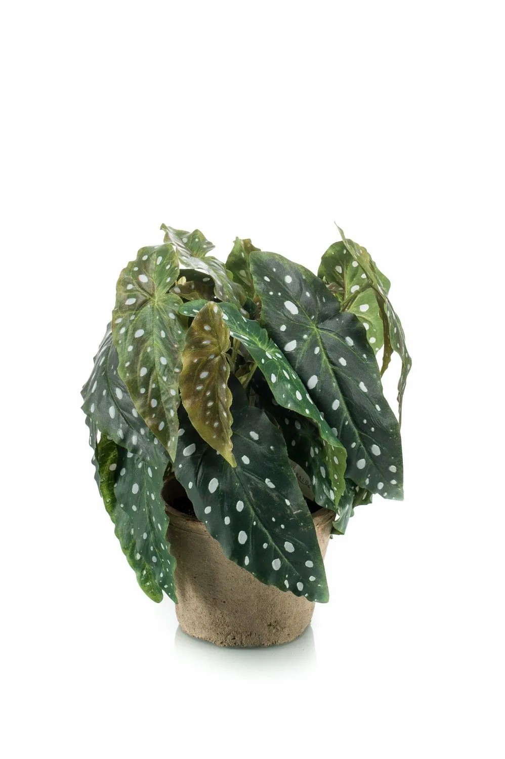 Begonia rex | Artificial Trout Begonia Joelle, Terracotta Pot, Bushy, Green-White, 12"/30Cm Artificial Plants Begonia rex