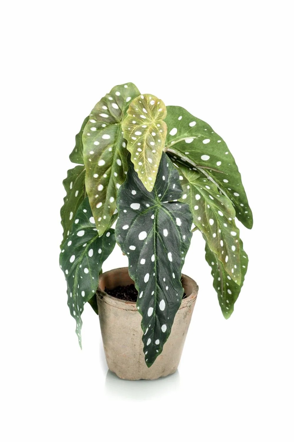 Begonia rex | Artificial Trout Begonia Joelle, Terracotta Pot, Green-White, 12"/30Cm Artificial Plants Begonia rex