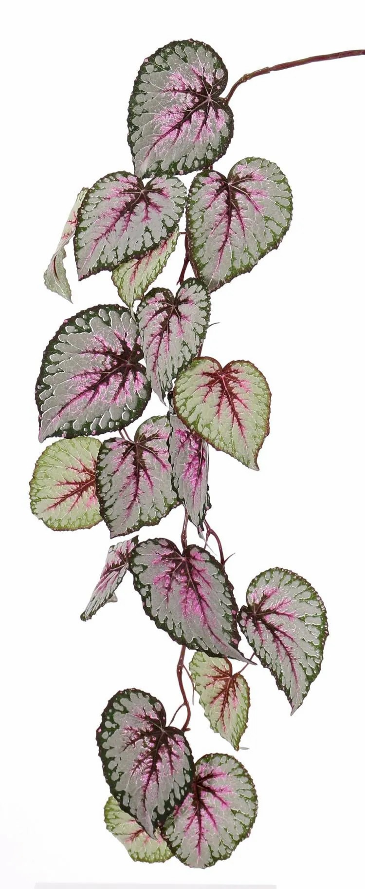 Begonia rex | Fake Begonia Rex Branch Katrice, Violet-Green, 4Ft/110Cm Artificial Plants Begonia rex