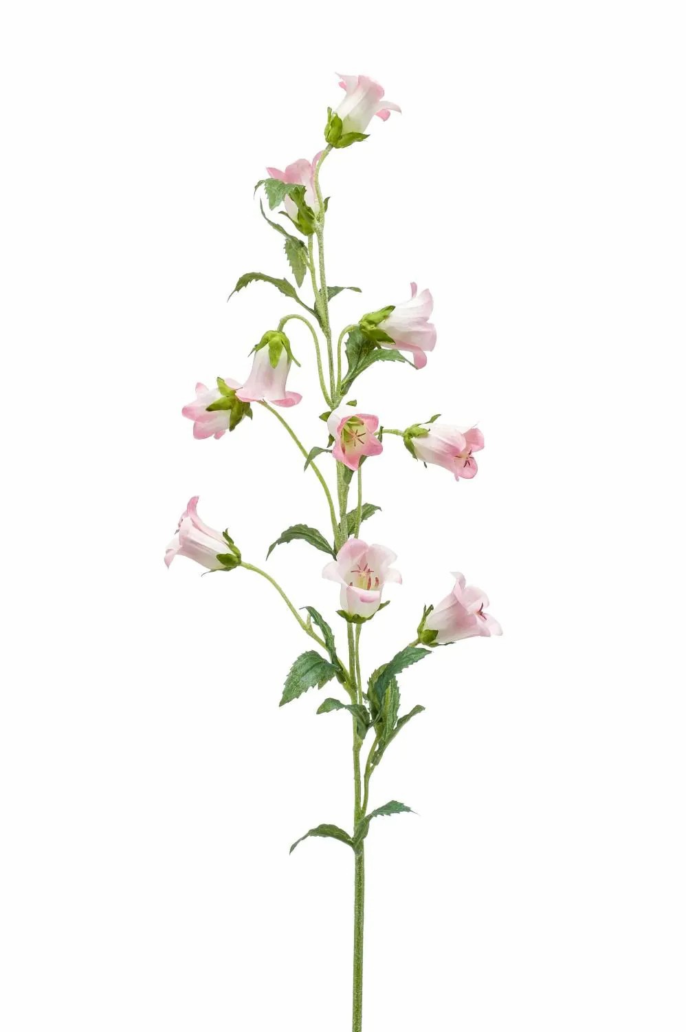 Bellflower | Silk Bellflower Aimi, Pink-Cream, 3Ft/90 Cm Artificial Flowers Bellflower