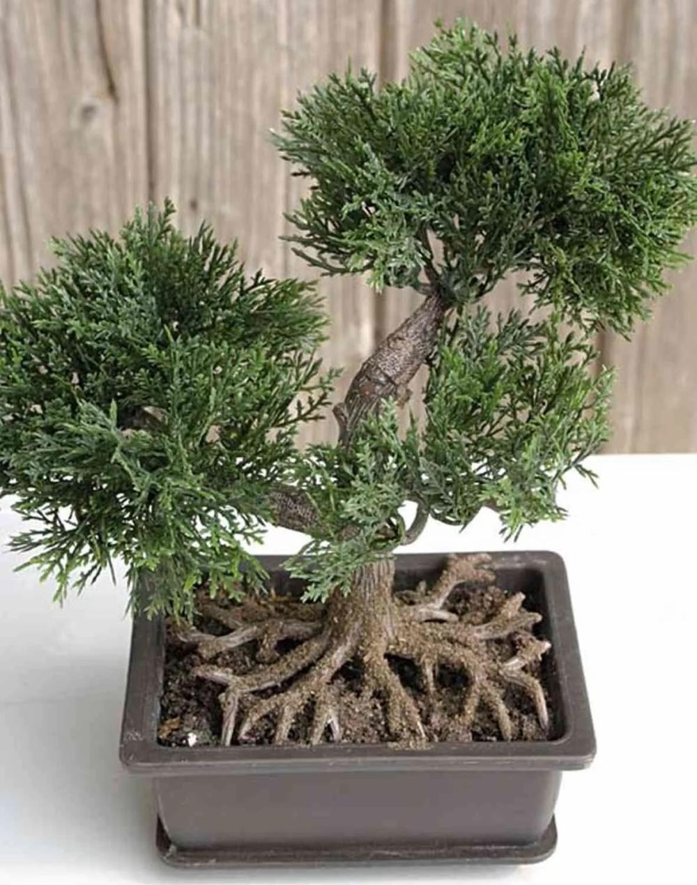 Bonsai trees | Artificial Bonsai Cedar Alvari With Roots, In Decorative Bowl, 8"/20Cm Artificial Trees Bonsai trees