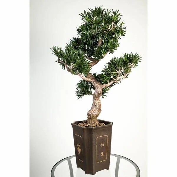 Bonsai trees | Artificial Bonsai Podocarpus Tristan, Aerial Roots, Decorative Pot, 3Ft/90Cm Artificial Trees Bonsai trees