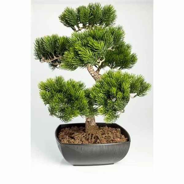 Bonsai trees | Fake Bonsai Pine Tree Shadia, Aerial Roots, Bonsai Pot, 20"/50Cm Artificial Trees Bonsai trees