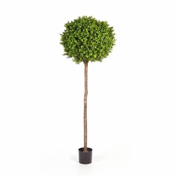 Boxwood | Artificial Boxwood Tree Tom, Real Stem, 6Ft/170Cm, Ø 26"/65Cm Artificial Trees Boxwood