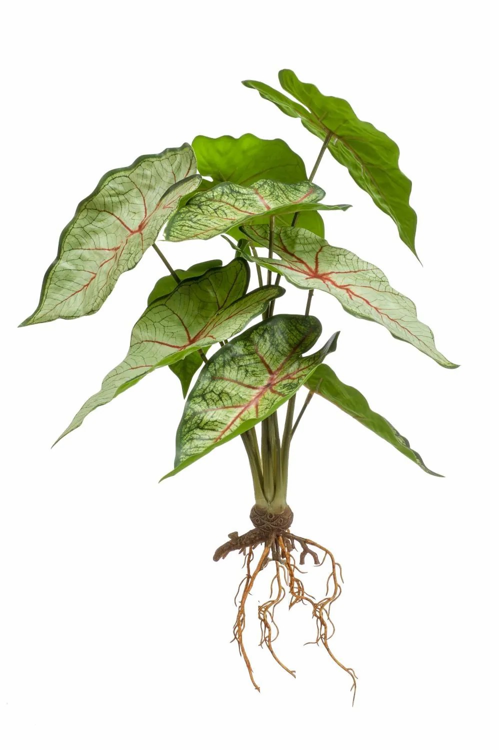 Caladium | Artificial Caladium Usagi, On Stick, Roots, Green-Red, 14"/35 Cm Artificial Plants Caladium