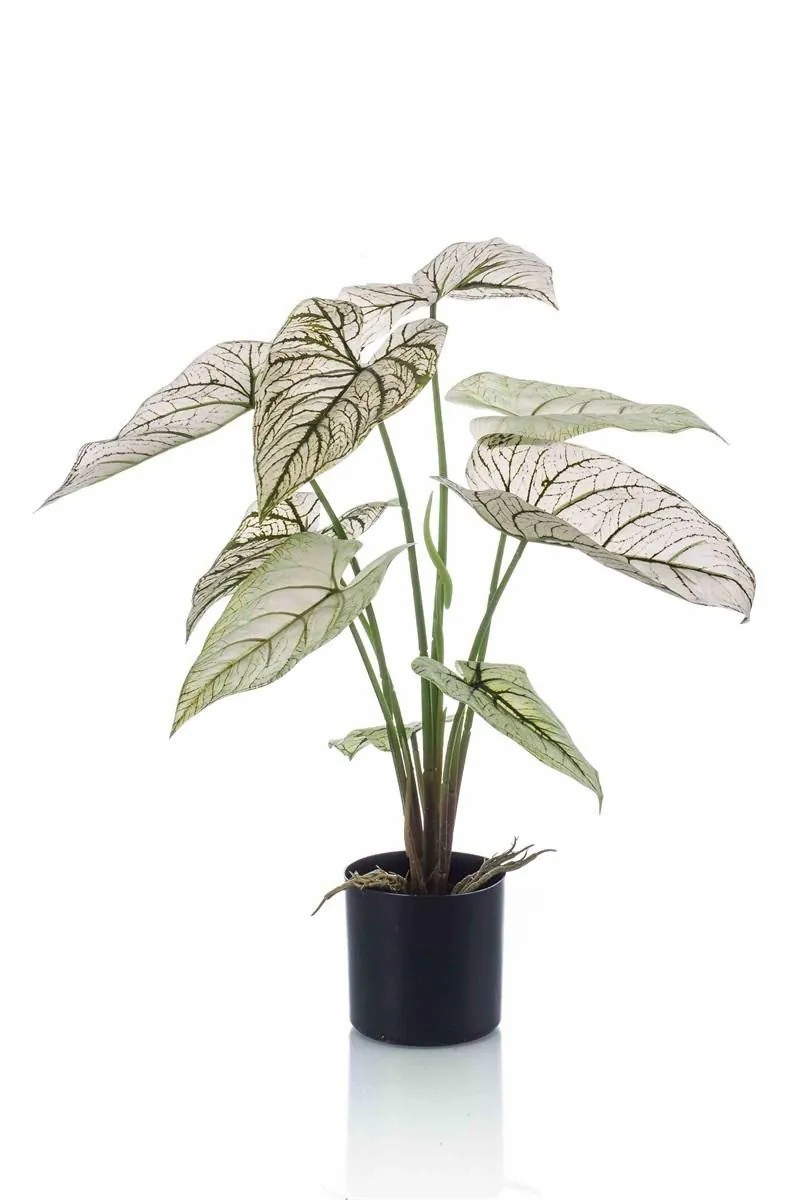 Caladium | False Caladium Yawar With Roots, Green-White, 24"/60Cm Artificial Plants Caladium