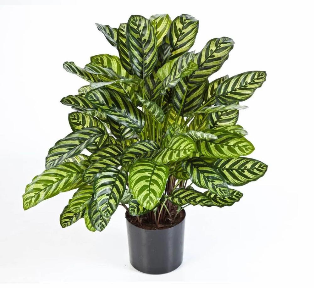 Calathea | Artificial Calathea Badu, Large, Green-Yellow, 31"/80Cm Artificial Plants Calathea