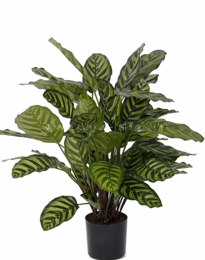 Calathea | Artificial Calathea Makoyana Gode, Green-Yellow, 26"/65Cm Artificial Plants Calathea