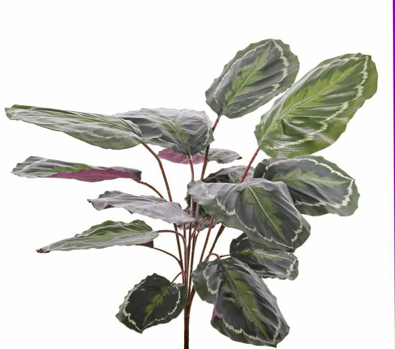 Calathea | Artificial Calathea Medallion Brihanna, Spike, Green, 30"/75Cm Artificial Plants Calathea