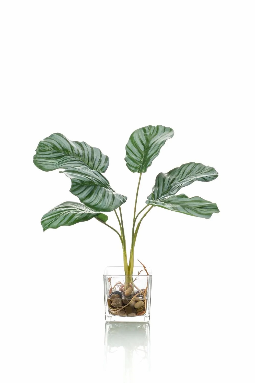 Calathea | Artificial Calathea Orbifolia Agina In Glass Pot, Green-White, 14"/35 Cm Artificial Plants Calathea