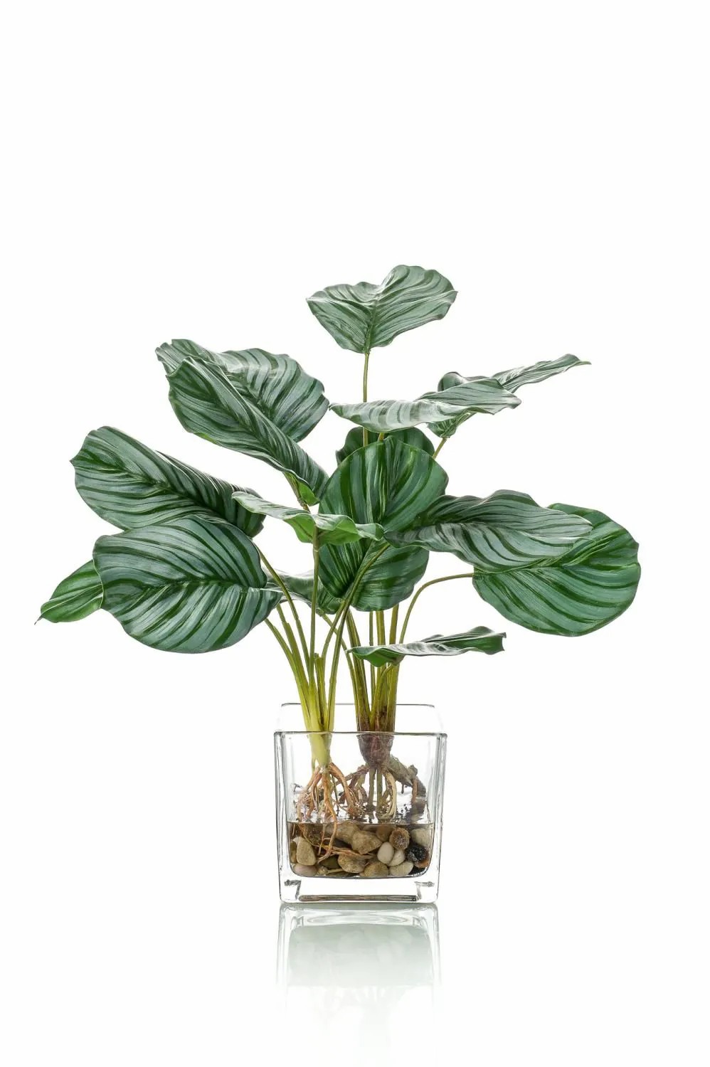 Calathea | Artificial Calathea Orbifolia Agina In Glass Pot, Green-White, 18"/45 Cm Artificial Plants Calathea