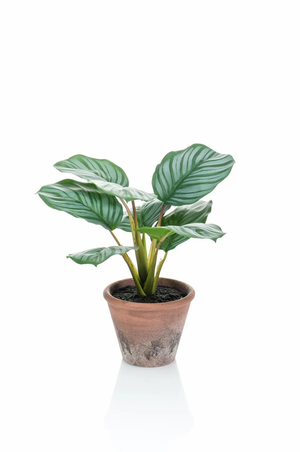 Calathea | Artificial Calathea Orbifolia Esmie In Terracotta Pot, Green-White, 12"/30Cm Artificial Plants Calathea