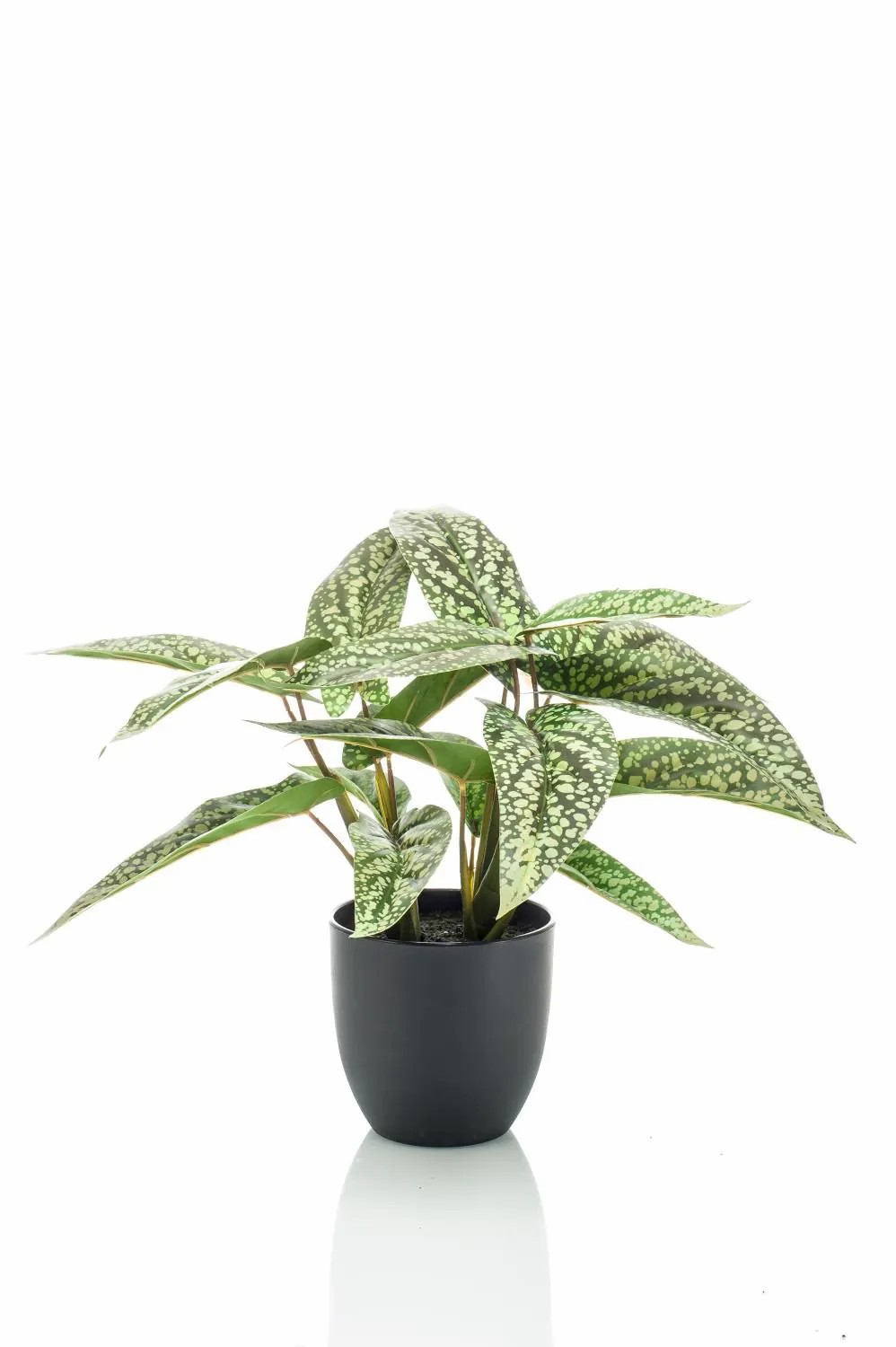 Calathea | Artificial Calathea Rufibarba Vaida In Decorative Pot, Green-White, 16"/40Cm Artificial Plants Calathea