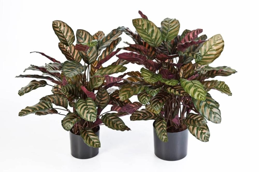 Calathea | Fake Calathea Bijan, Large, Green-Red, 31"/80Cm Artificial Plants Calathea