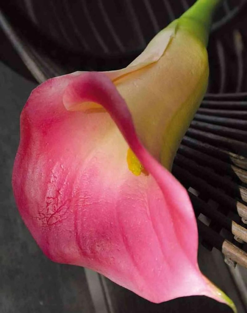 Calla | Artificial Calla Lily Talea, Pink, 26"/65Cm, 3.5"X4.3"/9X11Cm Artificial Flowers Calla