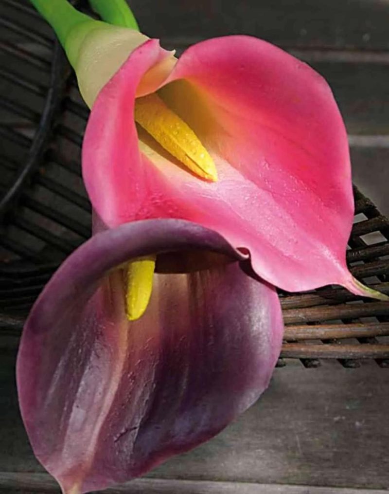 Calla | Artificial Calla Lily Talea, Pink, 26"/65Cm, 3.5"X4.3"/9X11Cm Artificial Flowers Calla