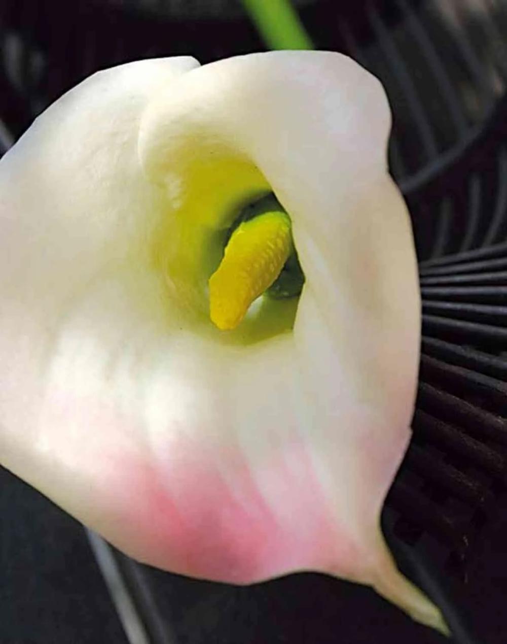 Calla | Artificial Calla Lily Talea, White-Light Pink, 26"/65Cm, 3.5"X4.3"/9X11Cm Artificial Flowers Calla