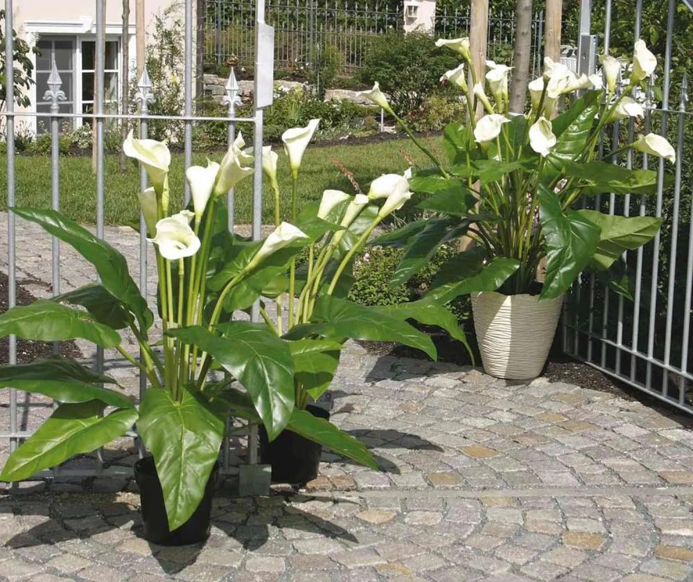 Calla | Artificial Flower Zantedeschia Laurence, White, 4Ft/130Cm, 3.1"X5.1"/8X13Cm Artificial Flowers Calla