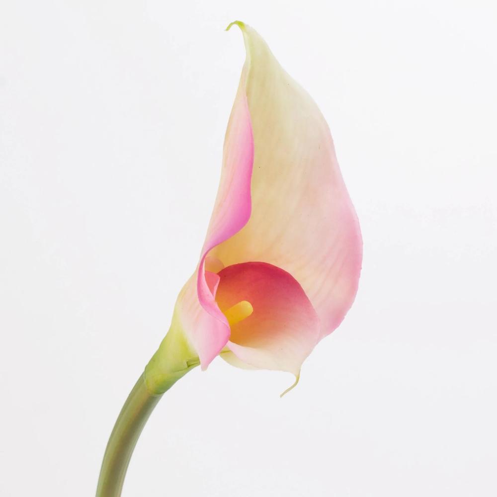 Calla | Silk Calla Mariola, Pink-White, 31"/80Cm, Ø3.1"X6"/8X15Cm Artificial Flowers Calla