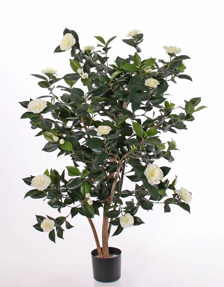 Camellia | Artificial Camellia Japonica Senta, Real Stems, Flowers, Cream, 4Ft/135Cm Artificial Trees Camellia