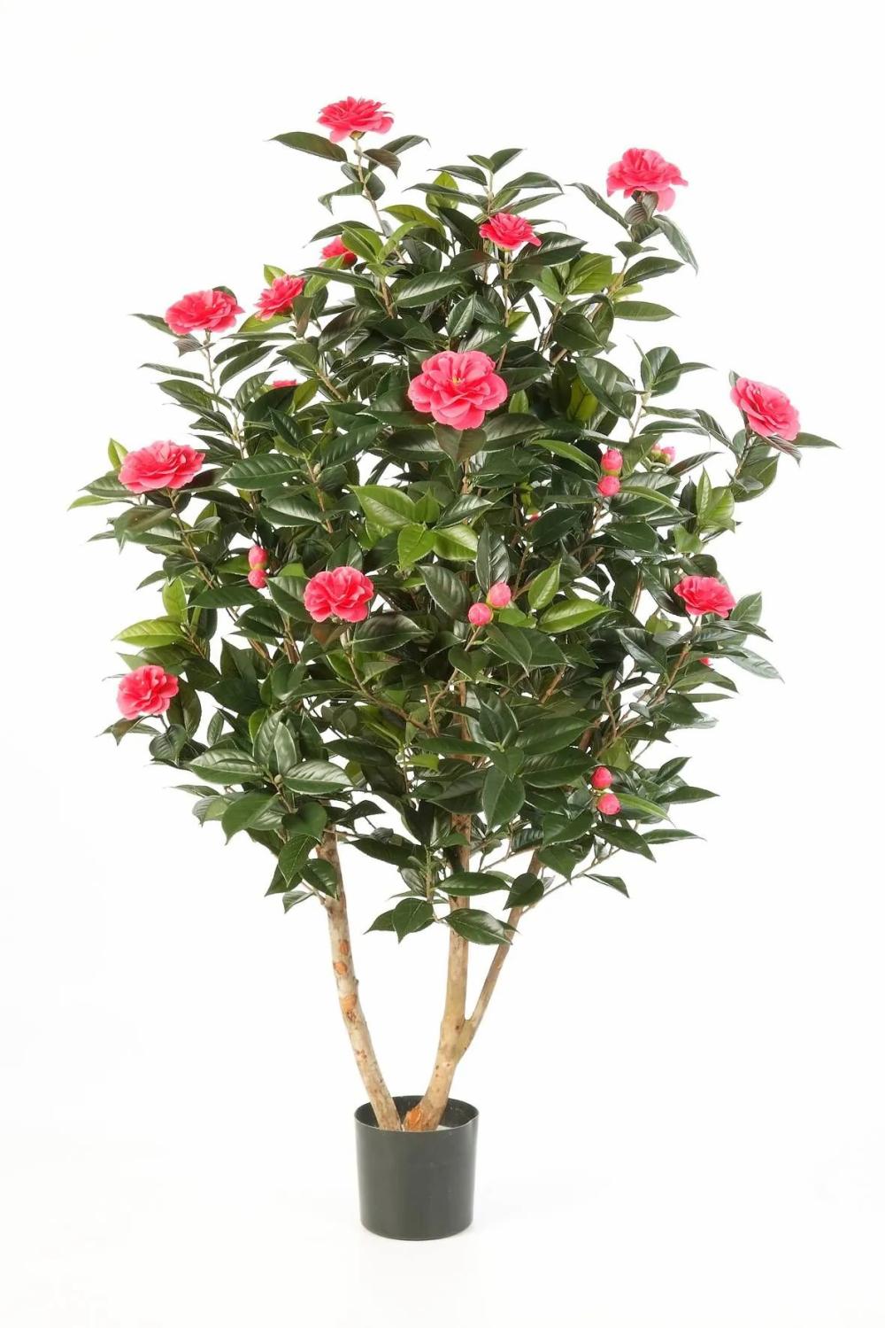 Camellia | Artificial Camellia Tree Kaori, Real Stems, Flowers, Pink, 5Ft/150Cm Artificial Trees Camellia