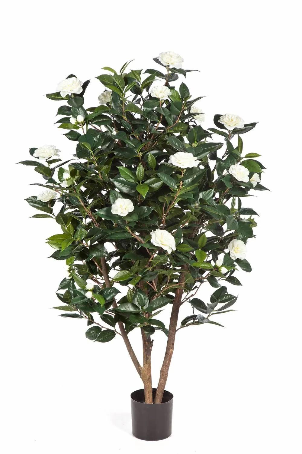 Camellia | Artificial Camellia Tree Kaori, Real Stems, Flowers, White, 5Ft/150Cm Artificial Trees Camellia