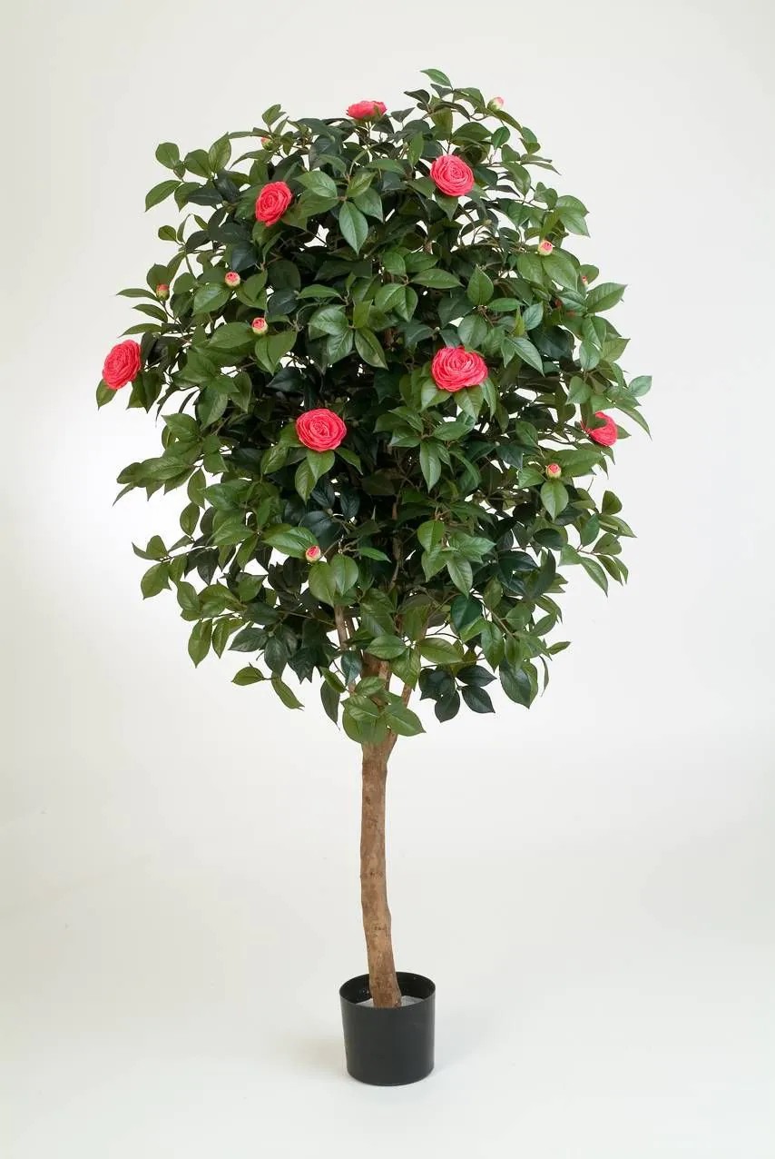 Camellia | Fake Camellia Tree Rika, Real Stem, Blooms, Pink, 6Ft/170Cm Artificial Trees Camellia