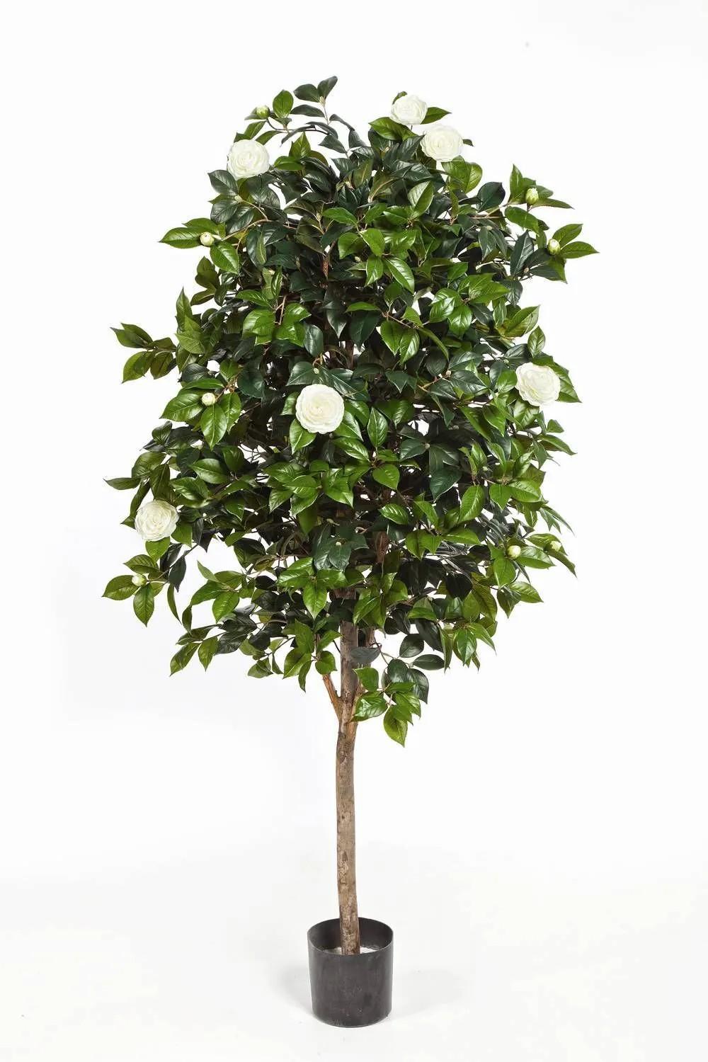 Camellia | Fake Camellia Tree Rika, Real Stem, Blooms, White, 6Ft/170Cm Artificial Trees Camellia