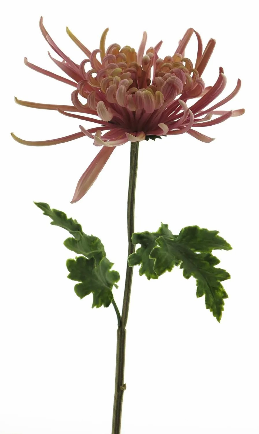 Chrysanthemum | Decorative Chrysanthemum Yasuli, Pink-Lavender, 28"/70Cm Artificial Flowers Chrysanthemum