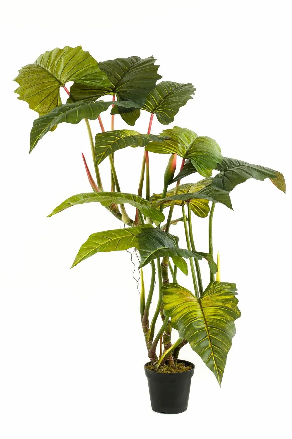 Colocasia | Artificial Colocasia Sotu, Green, 6Ft/175Cm Artificial Plants Colocasia