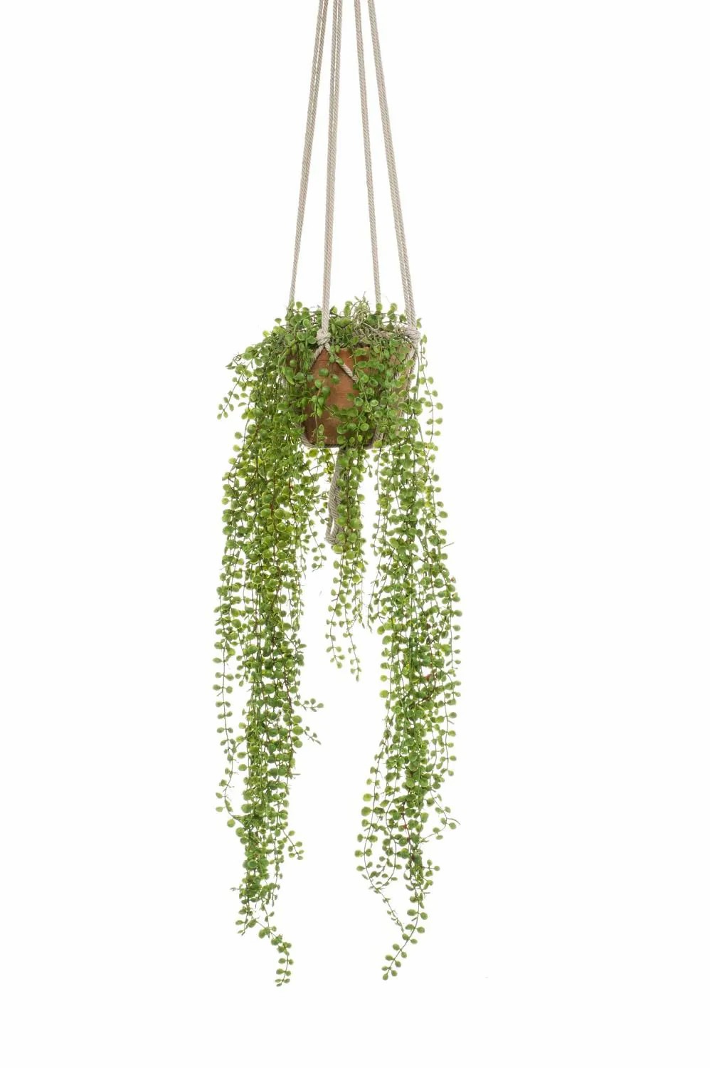 Creeping fig | Artificial Climbing Fig Hanging Basket Amador, Terracotta Pot, Green, 3Ft/100Cm Artificial Plants Creeping fig