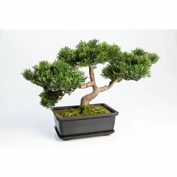 Cypresses | Plastic Bonsai Cedar Alessa, Aerial Roots, Decorative Planter, 10"/23Cm Artificial Trees Bonsai trees