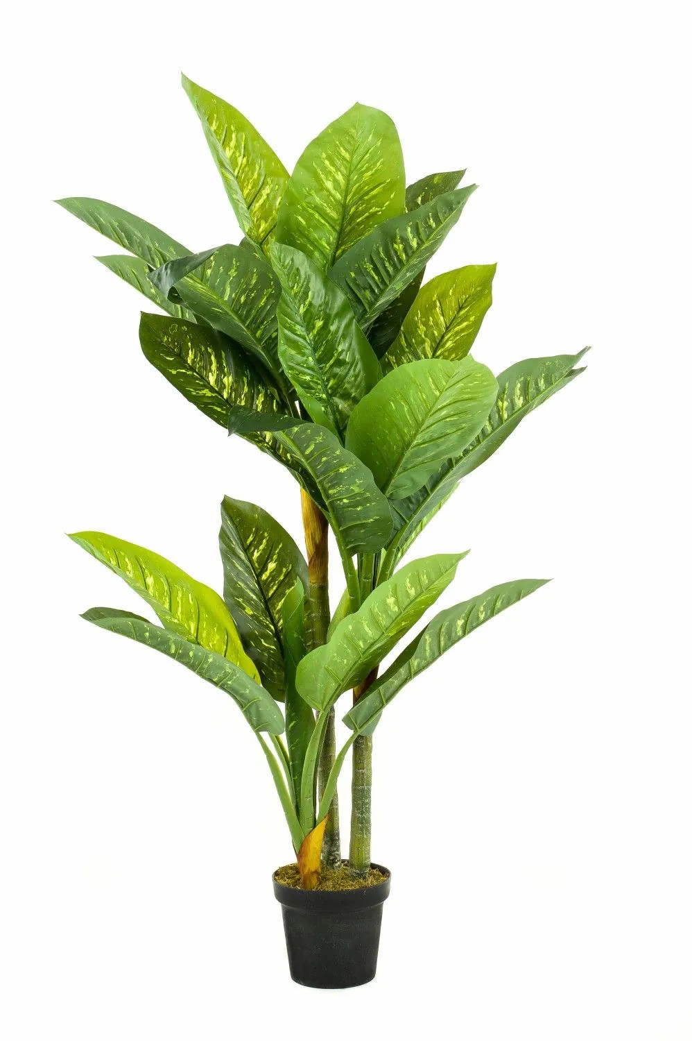 Dieffenbachia | Artificial Dieffenbachia Sariego, Green, 5Ft/150Cm Artificial Plants Dieffenbachia