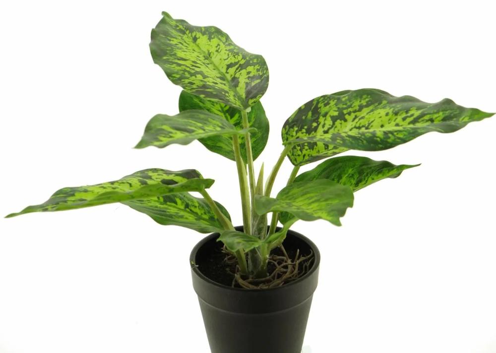 Dieffenbachia | Artificial Dieffenbachia Xumei, Pot, Green-Cream, 10"/25Cm Artificial Plants Dieffenbachia