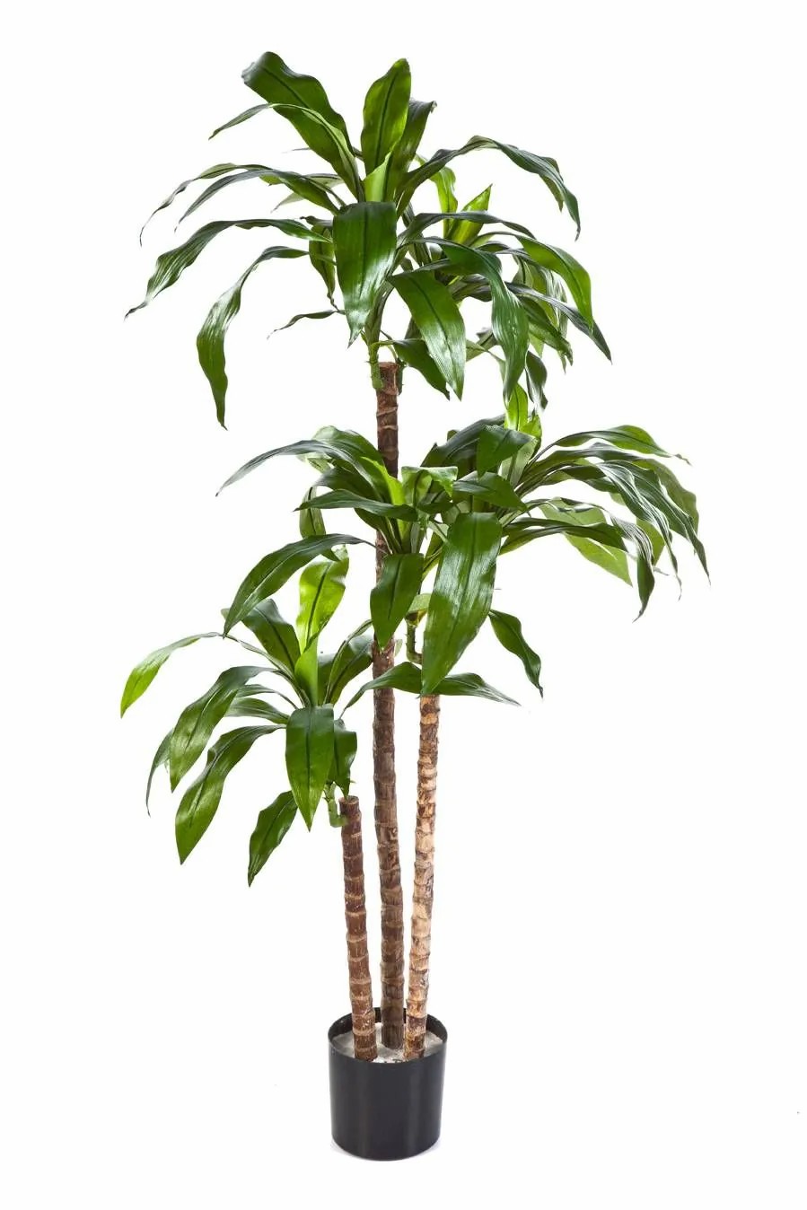 Dragon trees | Artificial Dracaena Fragrans Laura, Real Stems, Green, 5Ft/150Cm Artificial Trees Dragon trees