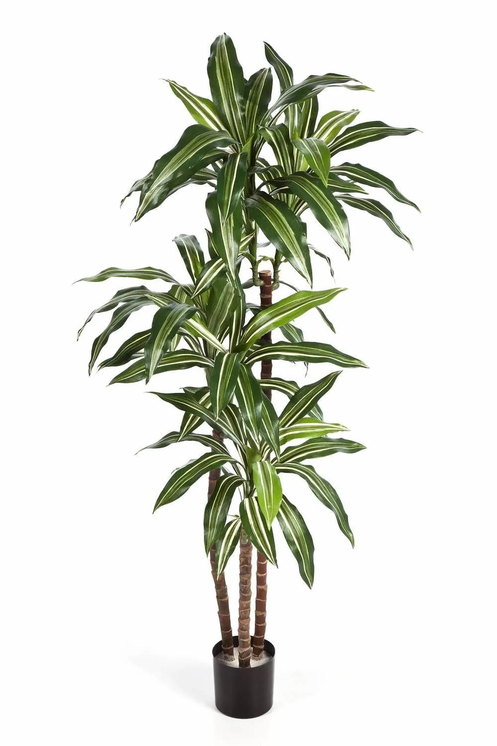 Dragon trees | Artificial Dracaena Fragrans Laura, Real Stems, Green-White, 4Ft/120Cm Artificial Trees Dragon trees