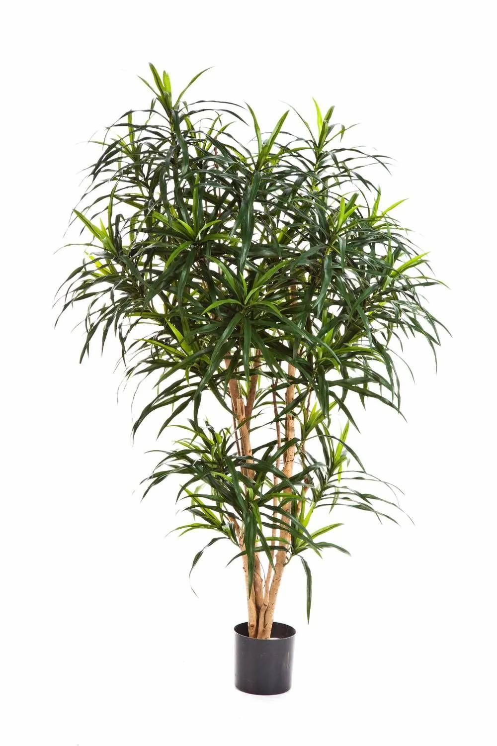 Dragon trees | Artificial Dracaena Reflexa Anita Katara, Real Stems, Green, 5Ft/150Cm Artificial Trees Dragon trees