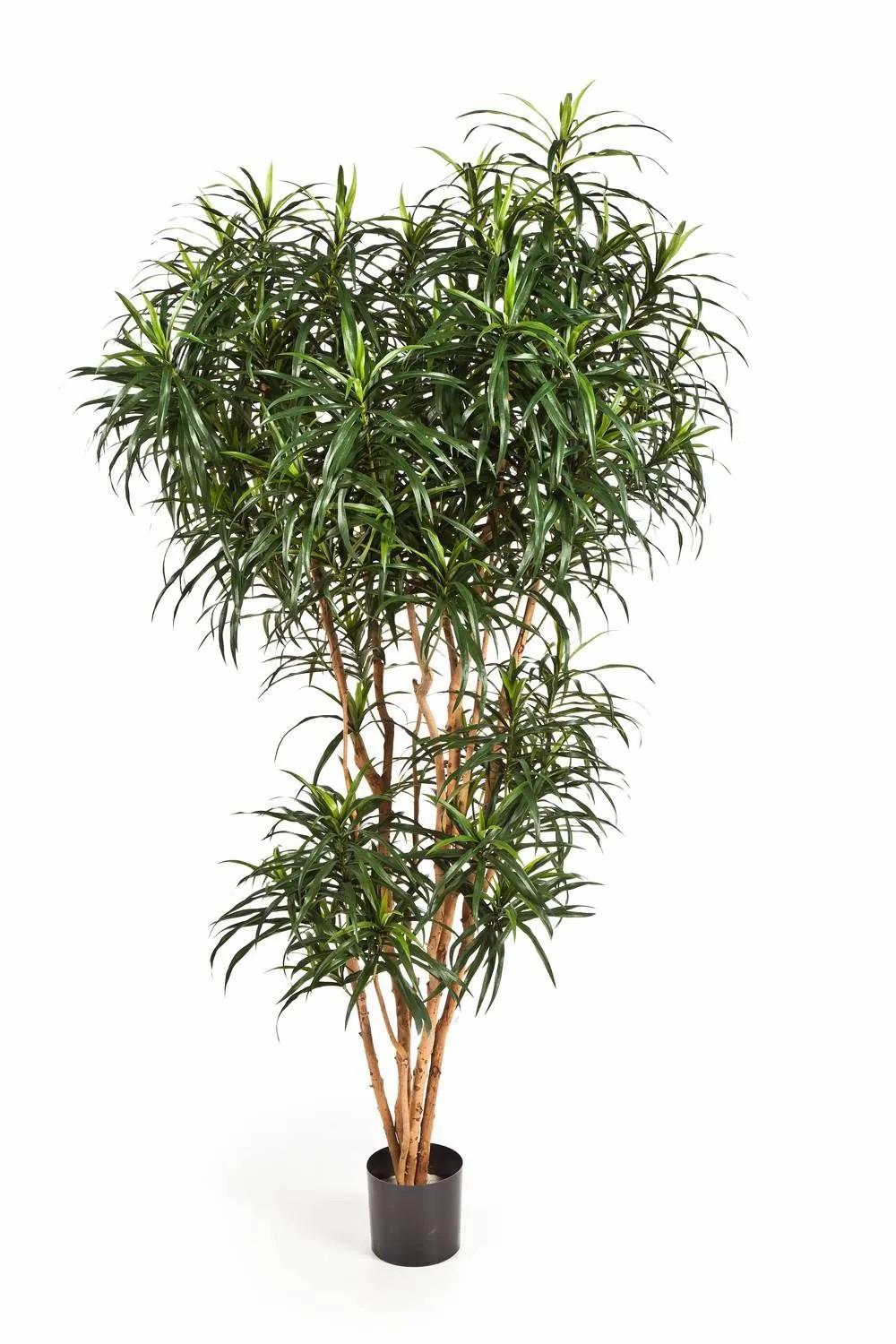 Dragon trees | Artificial Dracaena Reflexa Anita Katara, Real Stems, Green, 7Ft/210Cm Artificial Trees Dragon trees