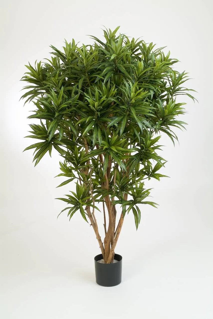 Dragon trees | Artificial Dracaena Reflexa Jamaica Amelia, Real Stems, Green, 5Ft/145Cm Artificial Trees Dragon trees