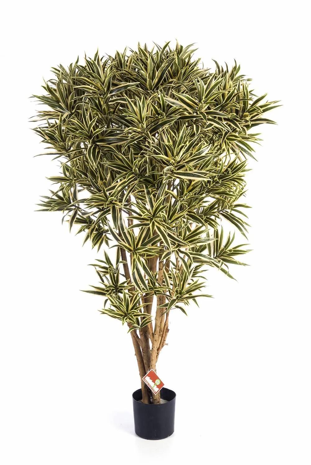 Dragon trees | Artificial Dracaena Reflexa Jamaica Amelia, Real Stems, Green-Yellow, 5Ft/145Cm Artificial Trees Dragon trees