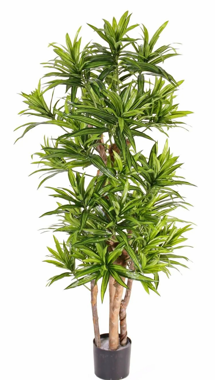 Dragon trees | Artificial Dracaena Reflexa Jemima, Natural Trunks, Green, 4Ft/120Cm Artificial Trees Dragon trees