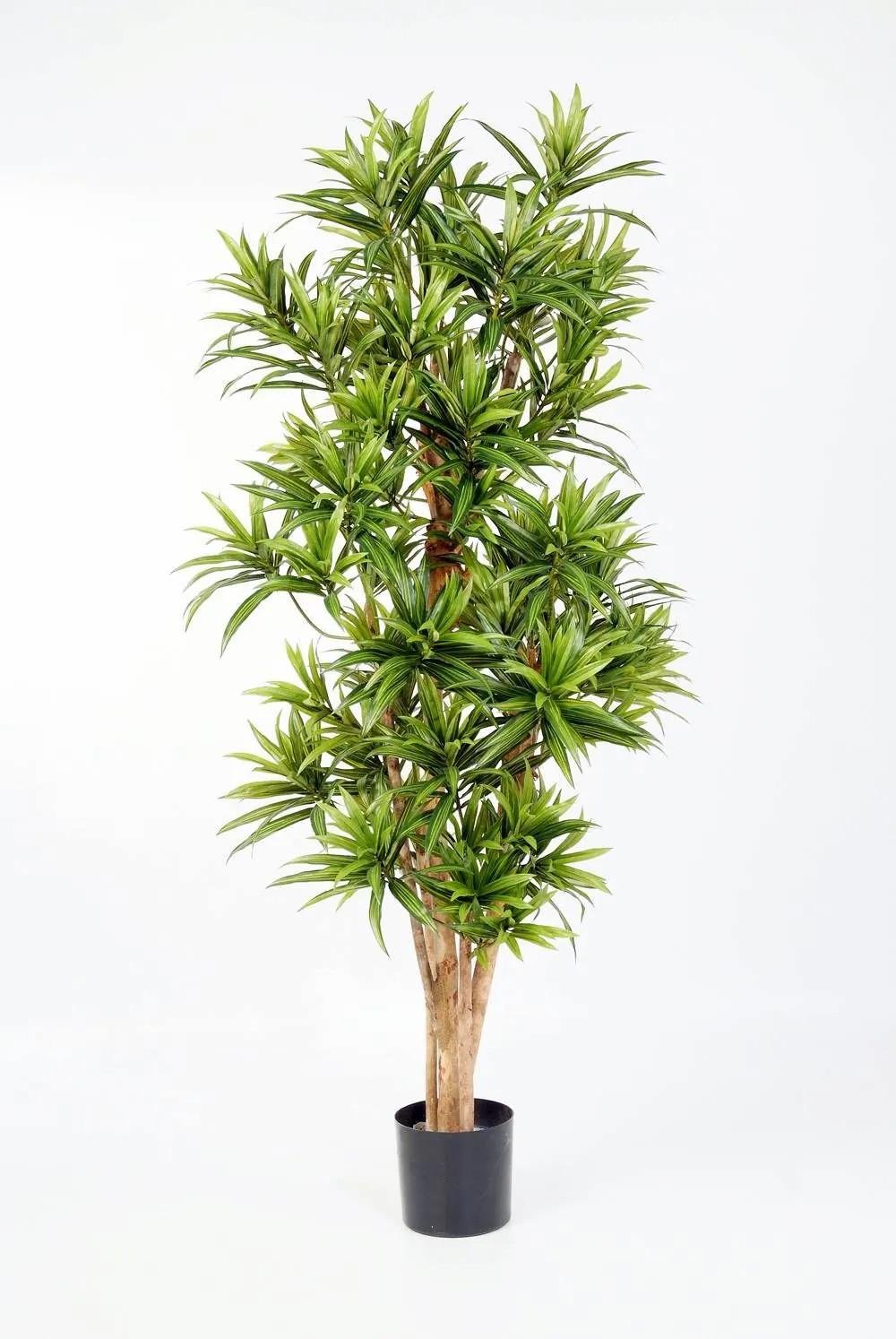 Dragon trees | Artificial Dracaena Reflexa Yasu, Real Stems, Green, 5Ft/150Cm Artificial Trees Dragon trees