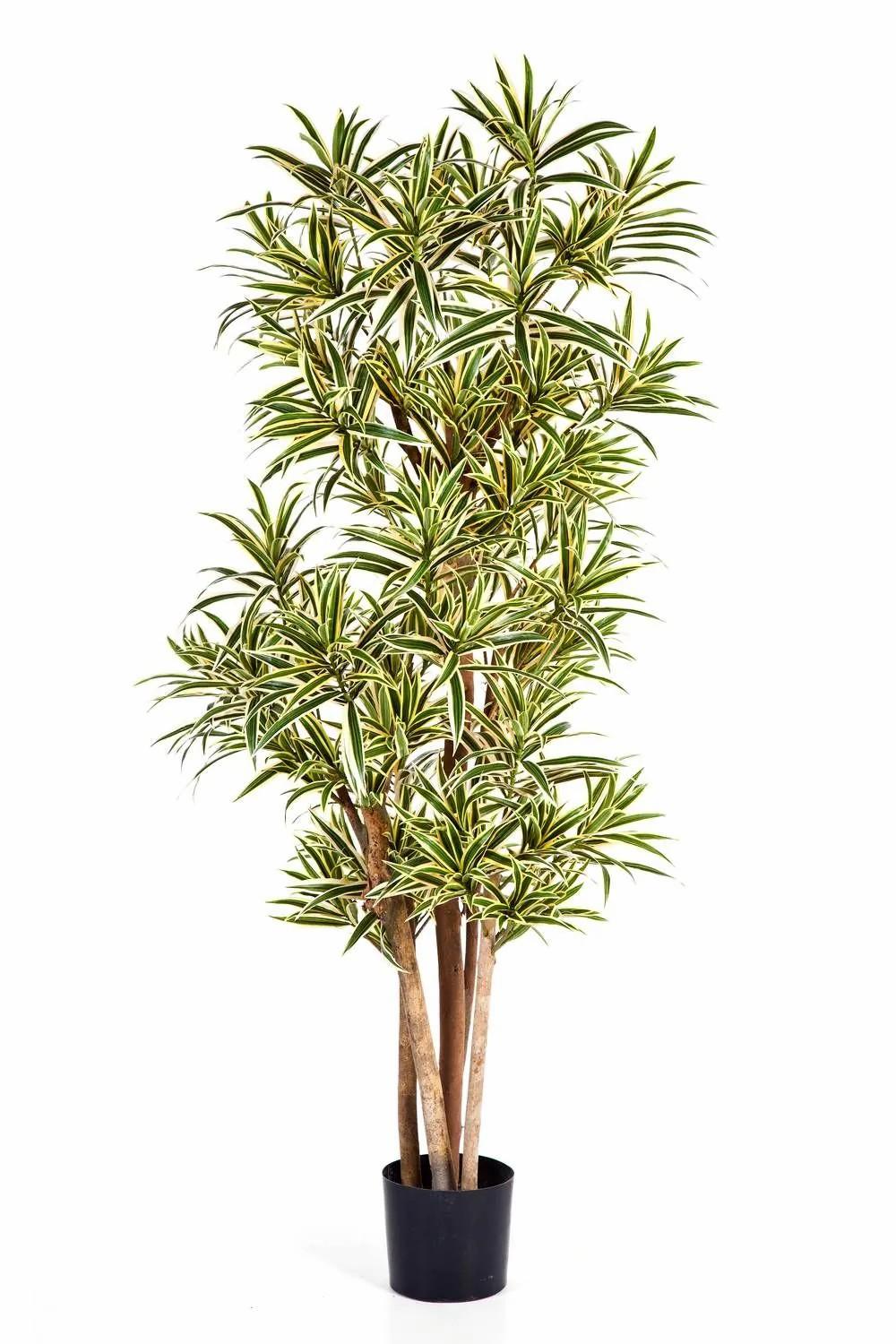 Dragon trees | Artificial Dracaena Reflexa Yasu, Real Stems, Green-Yellow, 6Ft/180Cm Artificial Trees Dragon trees