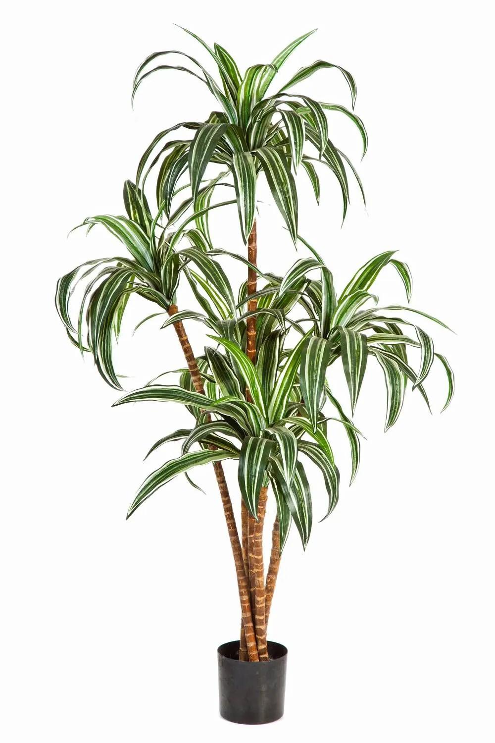 Dragon trees | Artificial Dragon Tree Jala, Real Stems, Green-White, 4Ft/120Cm Artificial Trees Dragon trees