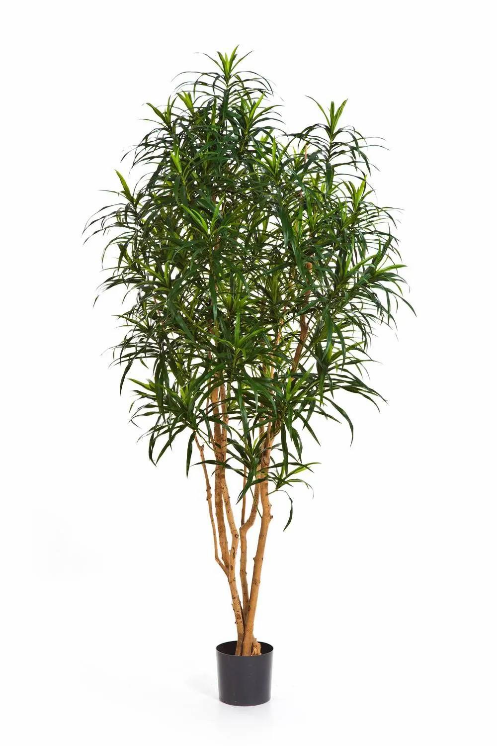 Dragon trees | Fake Dracaena Anita Kaylin, Natural Stems, Green, 5Ft/150Cm Artificial Trees Dragon trees