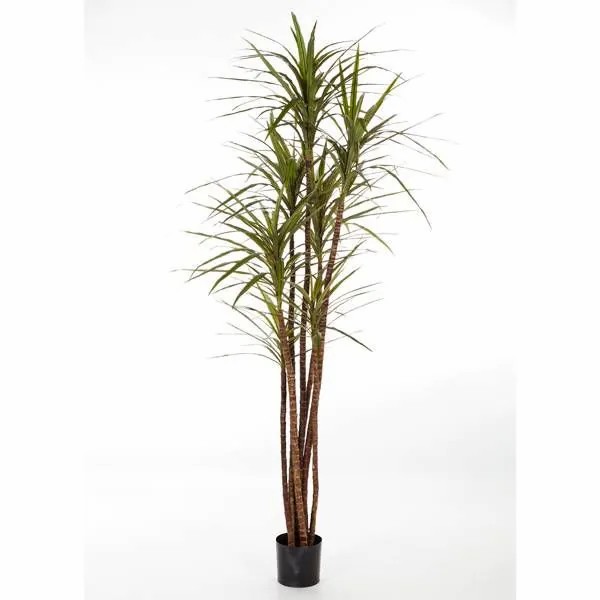 Dragon trees | Fake Dracaena Magenta Imani, Real Stems, Green, 4Ft/120Cm Artificial Trees Dragon trees