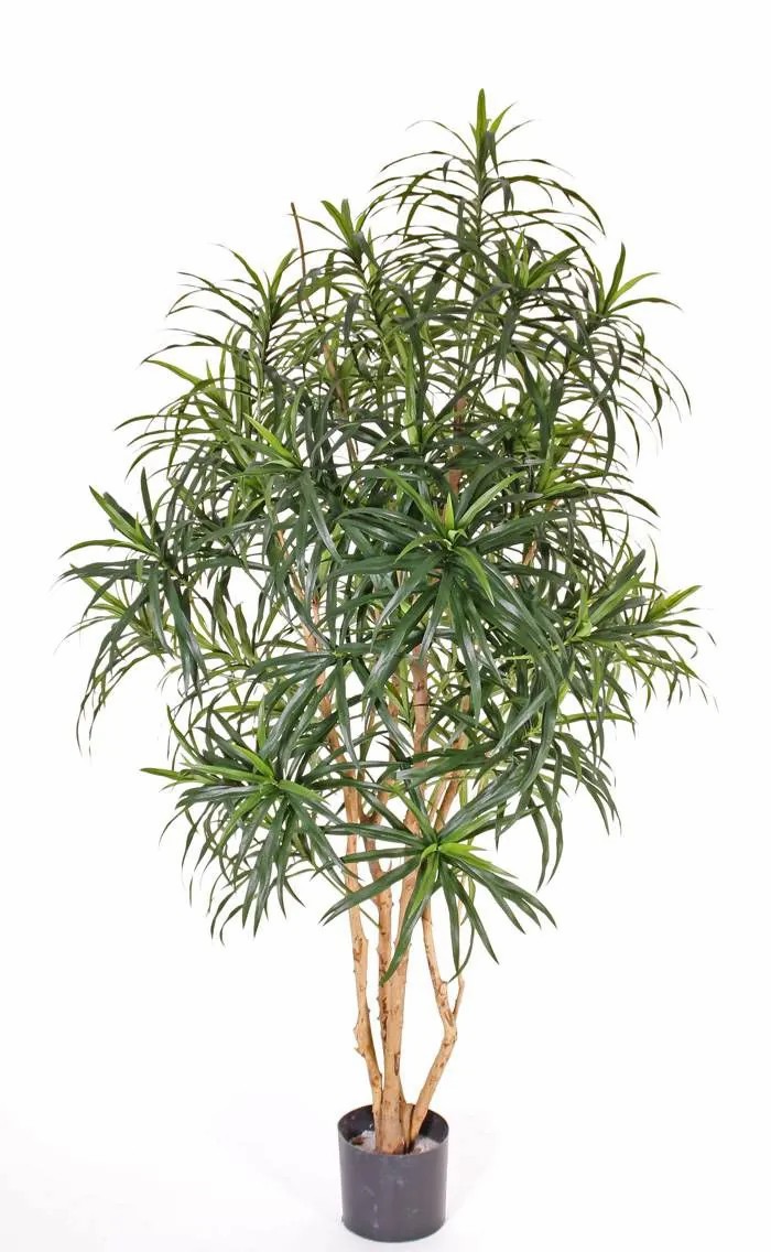 Dragon trees | Fake Dracaena Reflexa Philomena, Real Trunks, Green, 5Ft/160Cm Artificial Trees Dragon trees