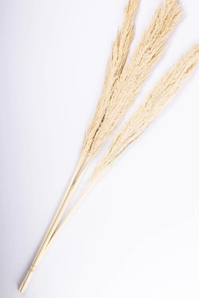 Dried flowers | Bundle Of Reed Panicles Eleonora, Dried, Bleached, 4Ft/115Cm Accessories Dried flowers