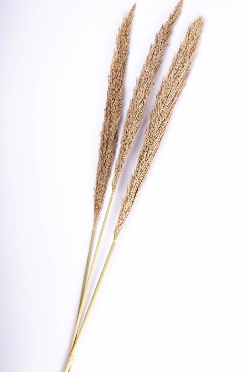 Dried flowers | Bundle Of Reed Panicles Eleonora, Dried, Natural Colour, 4Ft/115Cm Accessories Beige